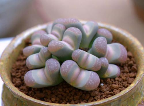 多肉生石花开花后会怎样,生石花多肉中间是空的