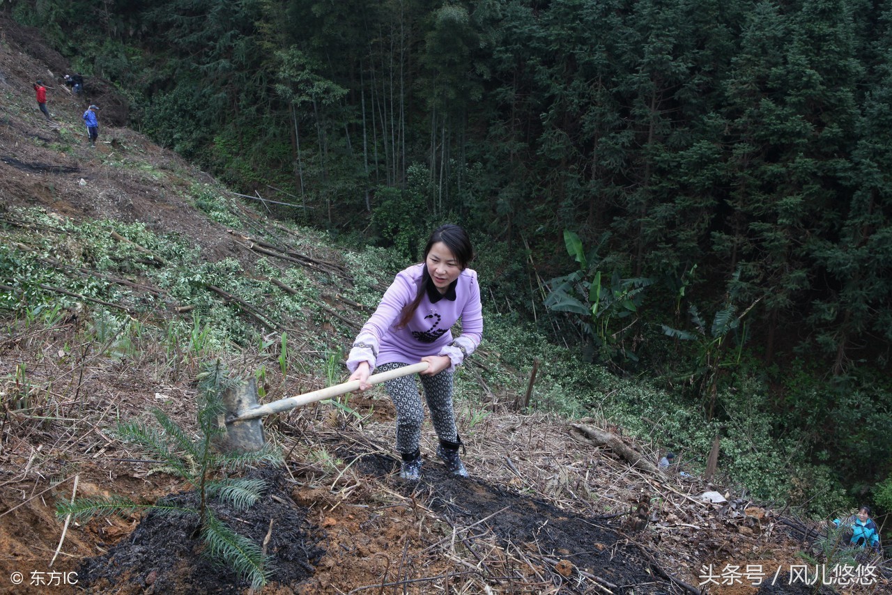 种植85亩杉木值多少钱,种杉木赚钱吗