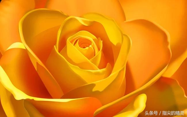 拍摄花卉组图大全,冬天拍玫瑰花图片大全