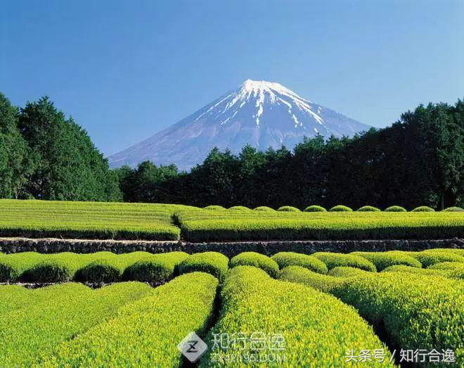 草莓补给，初春十里茶园为赛道，来挂川喝茶跑马！