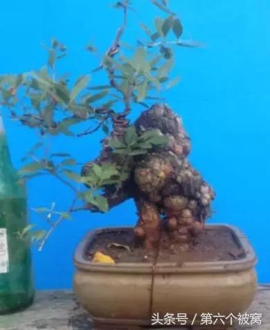 治枸杞白粉病最好的特效药,枸杞白粉病最快的治疗方法