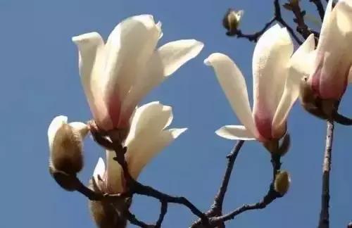 带你认识全国的省花,中国各地市花是什么