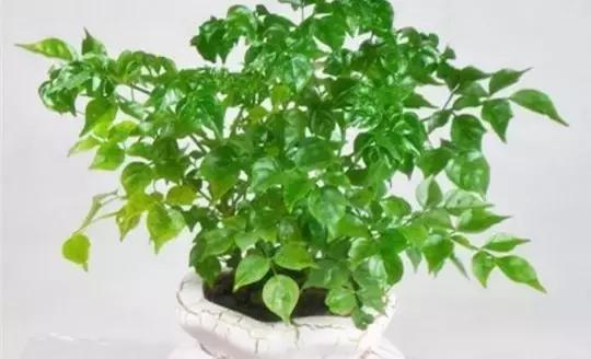 这八种植物养在家里,镇宅守业,招财进宝