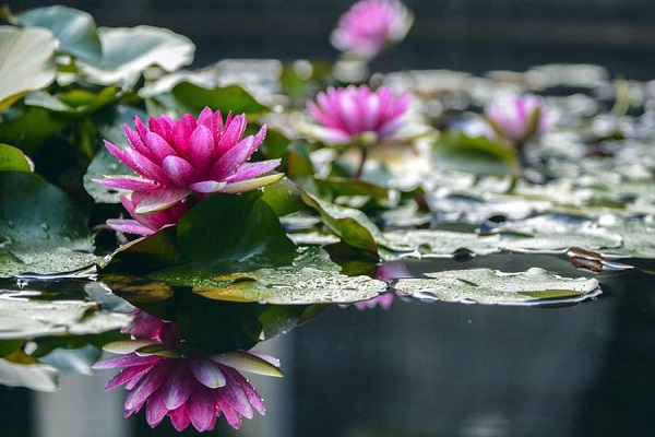 睡莲适合种在哪种容器里,室内养的睡莲生青苔怎么办