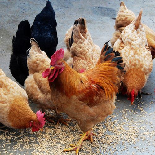 散养土鸡怕热吗,散养土鸡的瘟疫防范