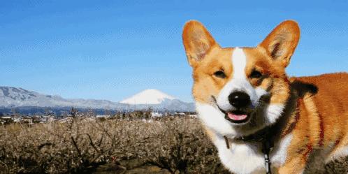 狗年限定,哪家的狗最吸引小仙女注意?万里挑一丨品臻