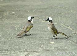 关于白头的知识,白头鹎介绍