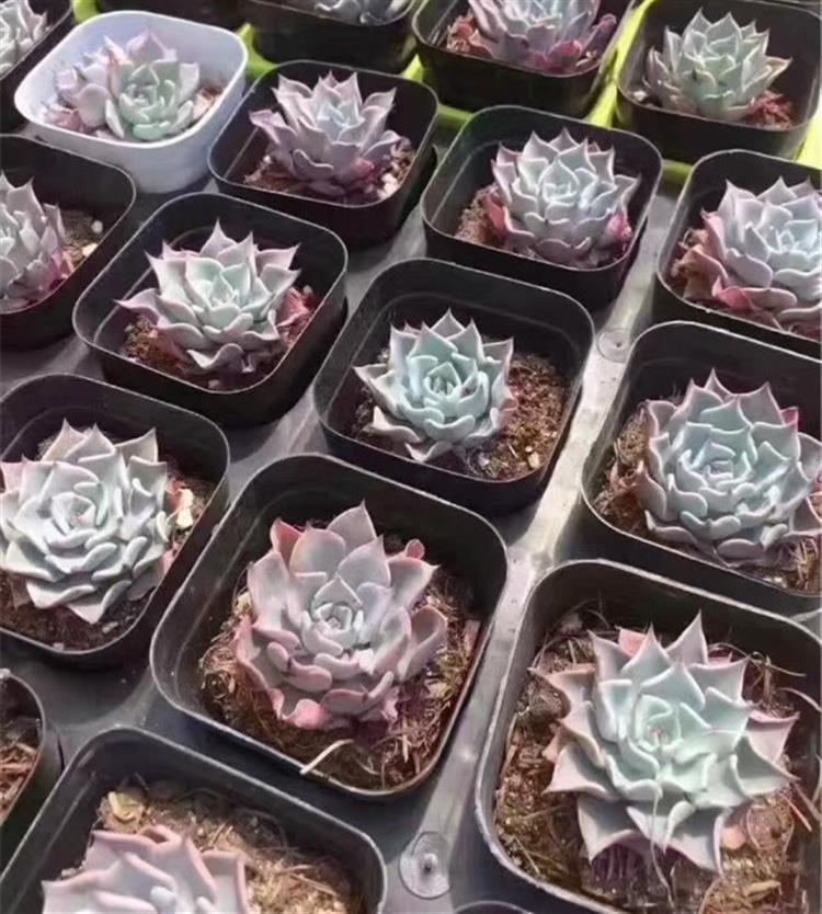 女友爱买多肉,女朋友钟爱多肉