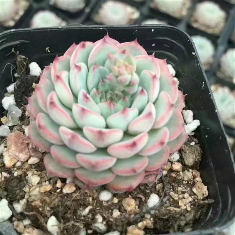 女友爱买多肉,女朋友钟爱多肉