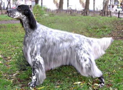 akc认证的犬种,akc认可的148个犬种