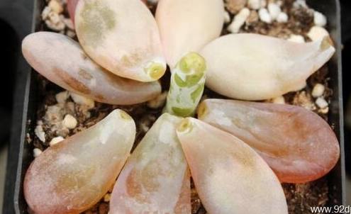 多肉冻伤后没有化水能活过来吗,冬季多肉被冻伤怎样处理恢复快