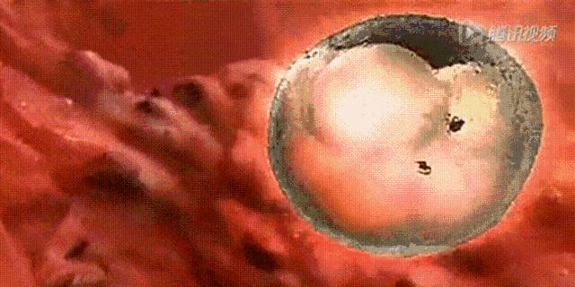 美国试管婴儿移植后14天内，胚胎到底都经历了什么？