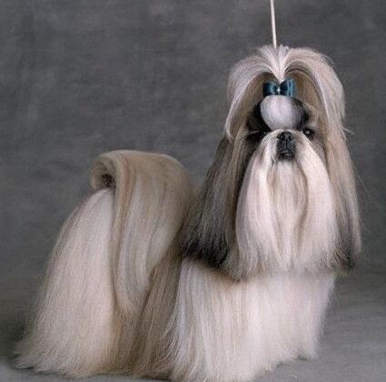 akc认证的犬种,akc认可的148个犬种