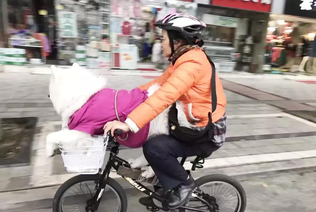 成都的十条网红狗，有的住豪宅穿名牌，比人活得还巴适