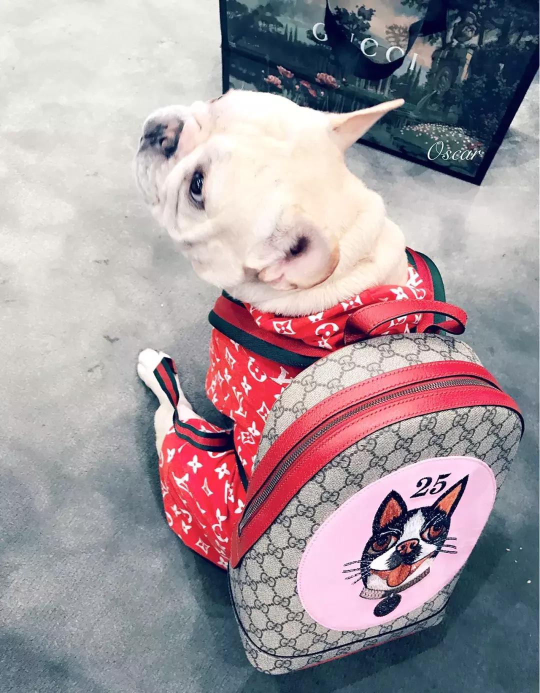 成都的十条网红狗，有的住豪宅穿名牌，比人活得还巴适