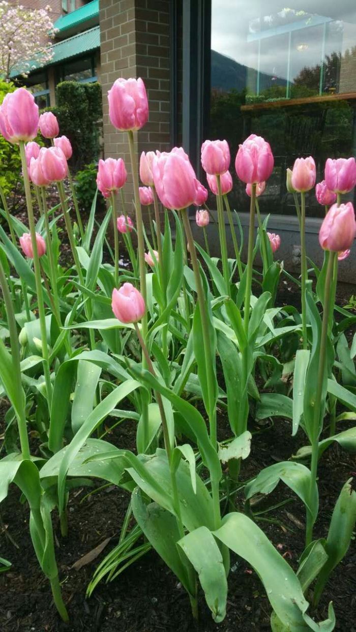 郁金香开花后怎么处理视频,郁金香开花过后怎么处理