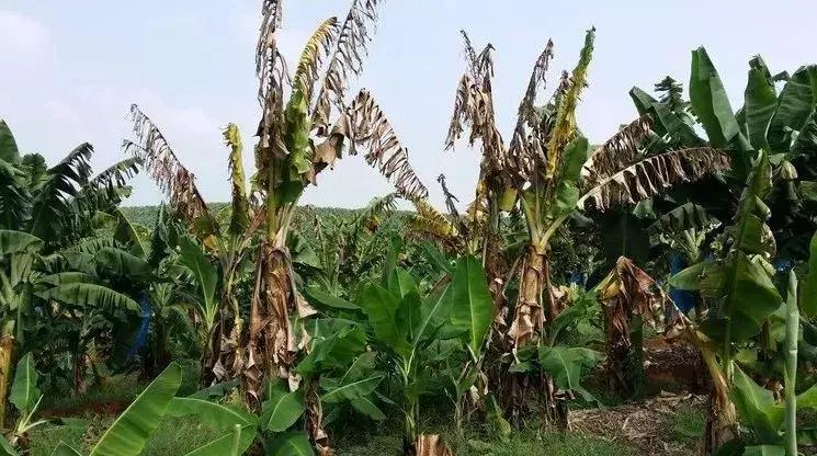 我们自认为美味的香蕉，不过是半个世纪前自然淘汰下的次等品