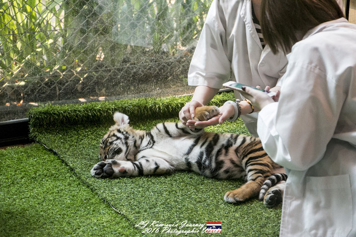 清迈佛寺之城等你采撷的泰北玫瑰,清迈环球旅行家