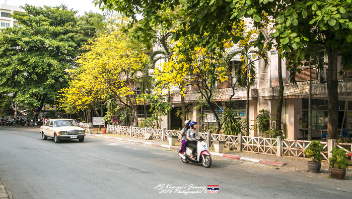 清迈佛寺之城等你采撷的泰北玫瑰,清迈环球旅行家