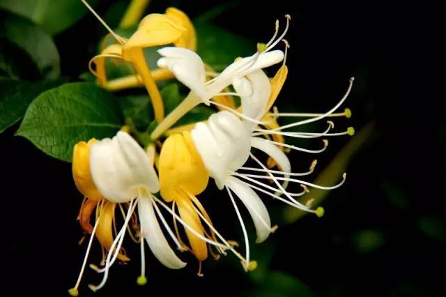 四川大山适合种什么药草,四川农村山上种什么药材最好