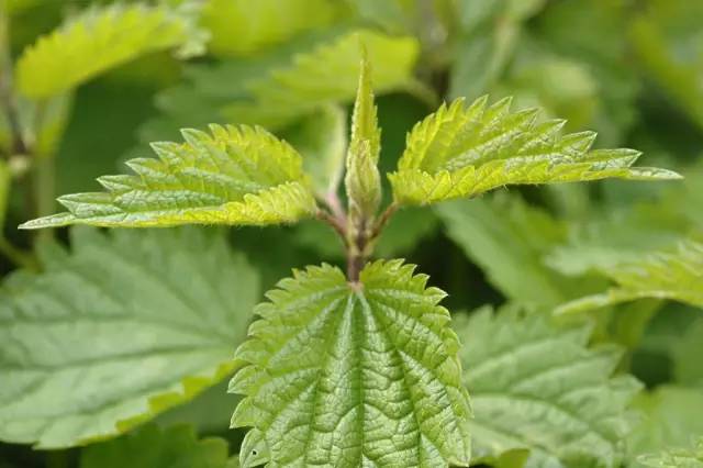 四川大山适合种什么药草,四川农村山上种什么药材最好