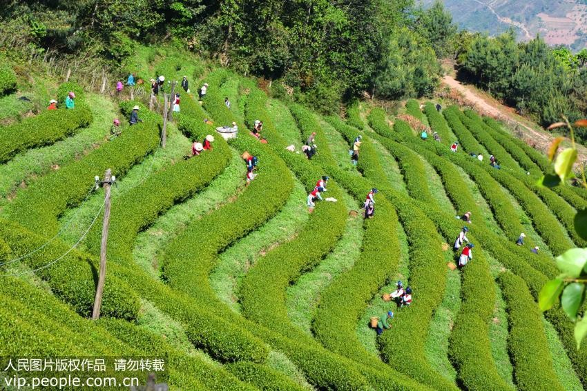 春来茶树绿枝头春茶虽香却需小心贪杯上火