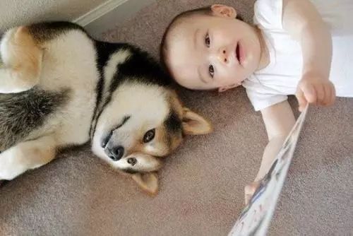 被宠物抓伤咬伤后怎么处理,被宠物抓伤或咬伤该怎么办