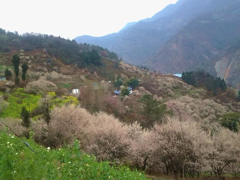 青梅已盛开旅游攻略,青梅已盛开