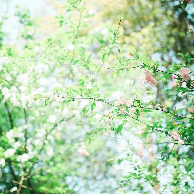 春天养肝护肝的最好汤,乌鸡白凤丸补血补肝