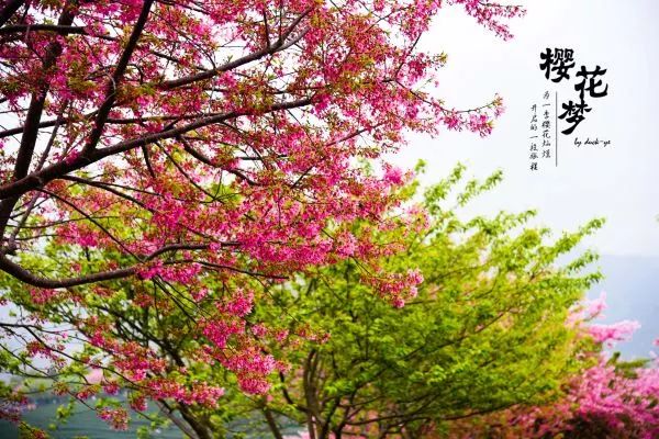 樱花梦日语,永福樱花之旅