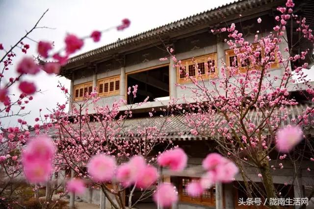 陇南梅园风景区,陇南康县梅园