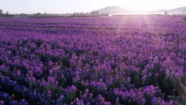 狼牙山龙门湖水上乐园闭园,狼牙山田园花海闭园时间
