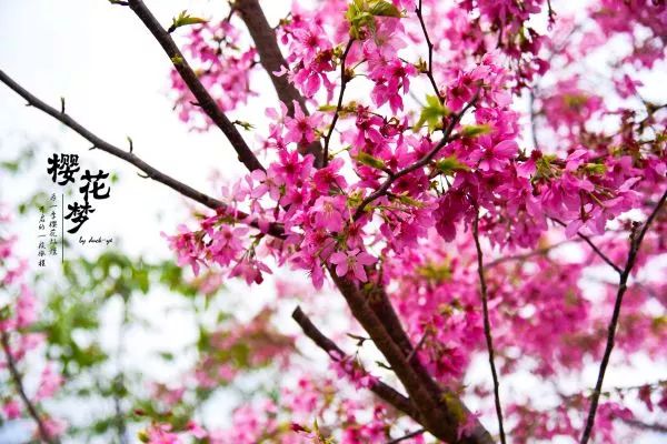 樱花梦日语,永福樱花之旅