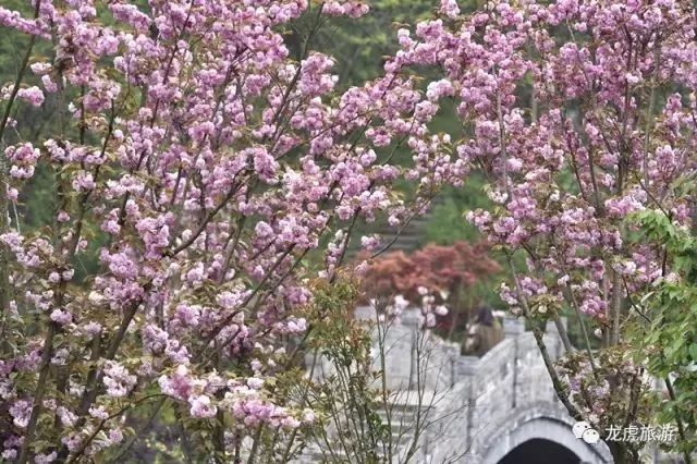 樱花开了!该寻觅浪漫了!请收好这份赏樱地图!