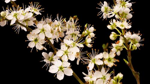 报春技巧,追春的七言诗句