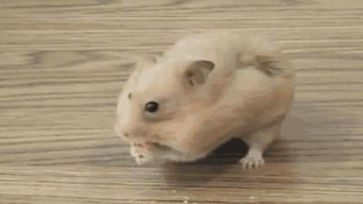 一个被逐出祖国的流民,是怎样当上天下宰相的?