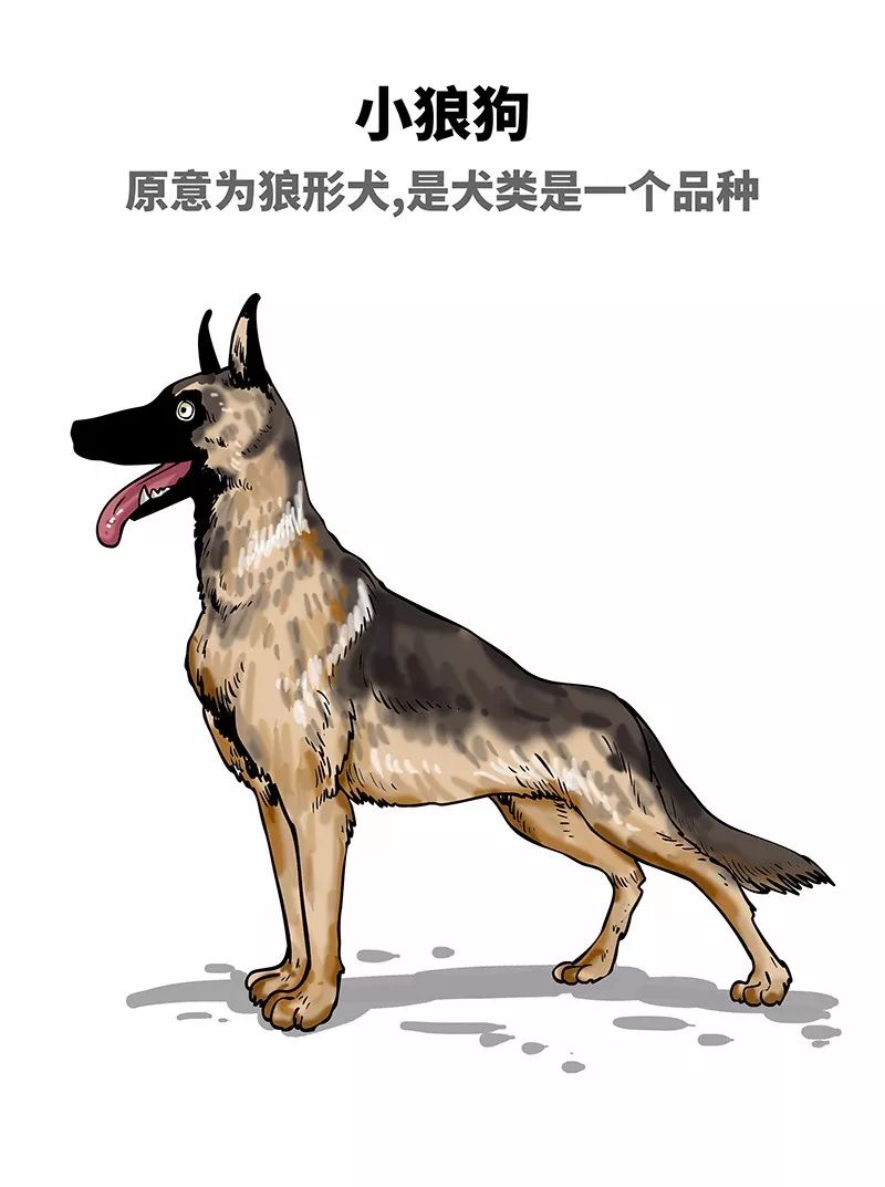 狗年一定旺的狗狗,狗年了你知道狗的种类有哪些吗