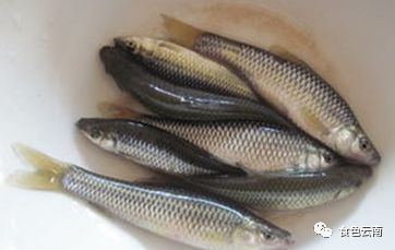 云南淡水鱼类图鉴,云南鱼类有哪些