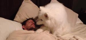 养萨摩耶日常生活,养了只萨摩耶好像不太聪明的样子