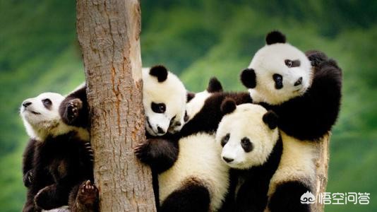 大熊猫吃羊怎么处理,野生大熊猫被什么动物吃了