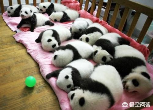 大熊猫吃羊怎么处理,野生大熊猫被什么动物吃了