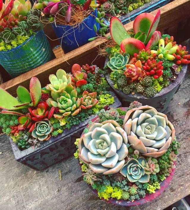 有一家多肉解忧杂货铺是一种怎样的体验