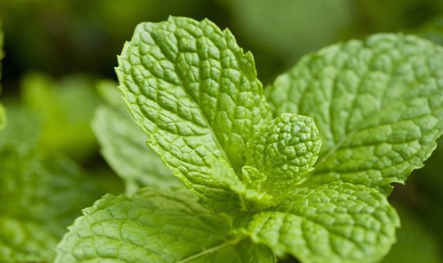 这些食物的另类功效你别信,这16种食物竟是天然的上等药