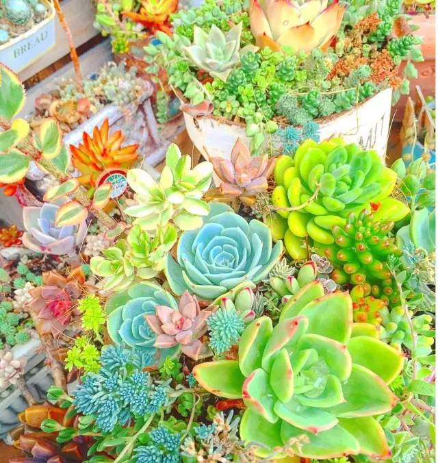 有一家多肉解忧杂货铺是一种怎样的体验