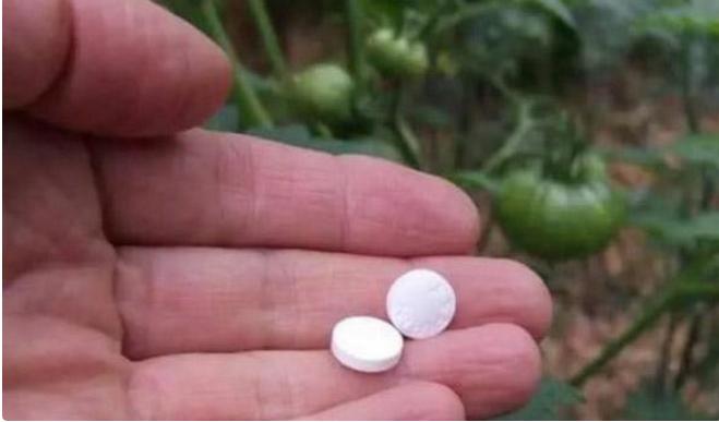 家里养的花死了怎么救活,家里养的花死了一生不愁吃穿