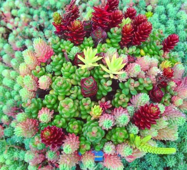 有一家多肉解忧杂货铺是一种怎样的体验