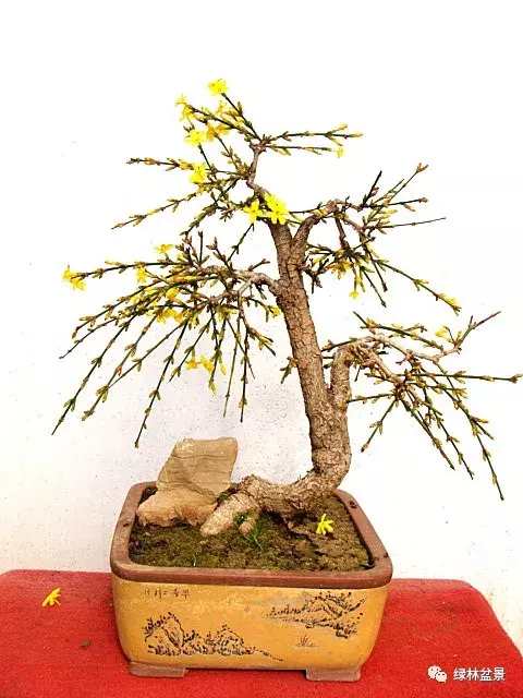 造型独特的迎春花盆景,迎春花盆景有哪些造型特点