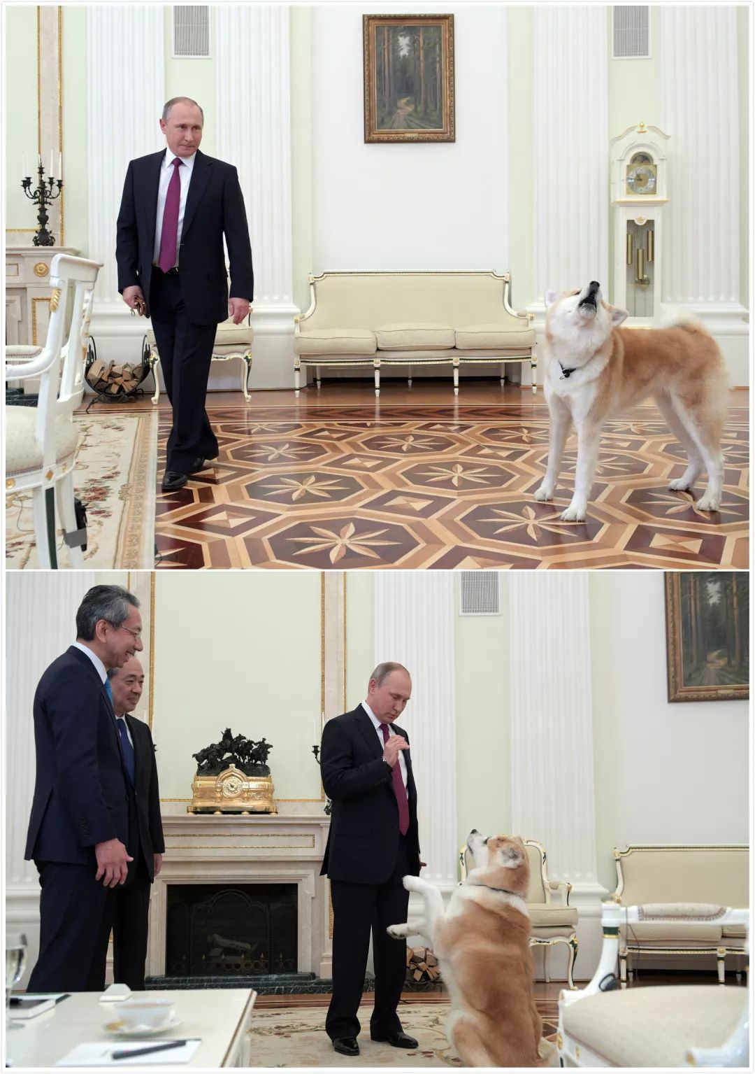 汪星人二哈电影,二哈拍过的电影