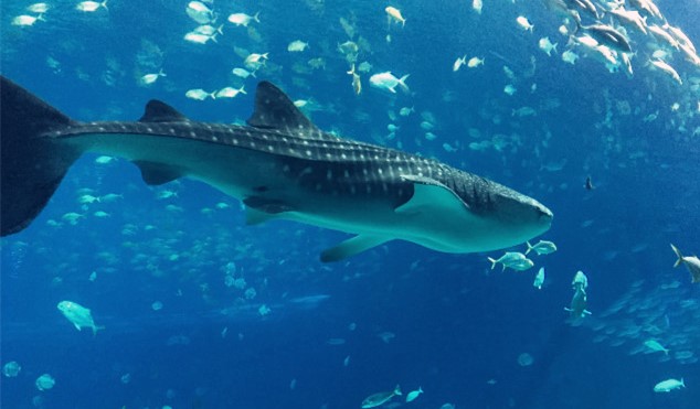 去珠海长隆海洋王国住哪里好,玩转珠海长隆海洋王国全攻略