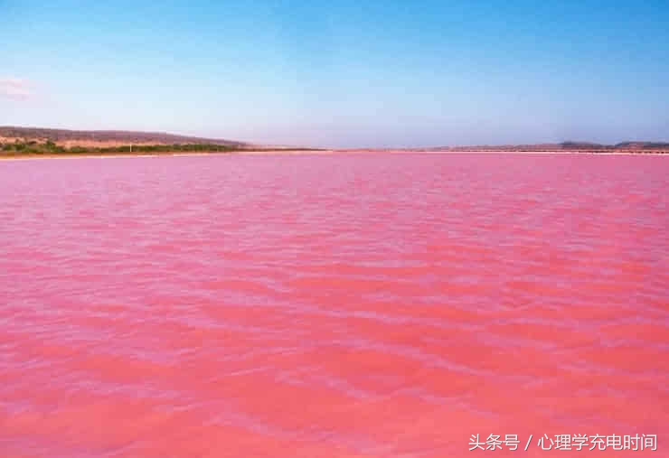 心理测试你在爱情里是多少指数,心理测试你选的花透露婚恋观